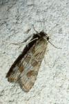 Nomophila noctuella