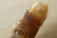Epirrita dilutata