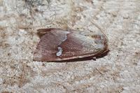 Haemerosia renalis