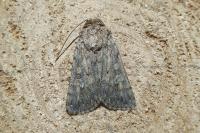 Dichagyris forcipula