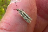 Homoeosoma sinuella
