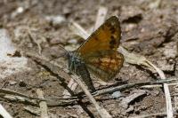 Isturgia famula