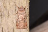 Conistra rubiginosa
