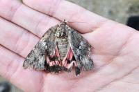 Catocala sponsa