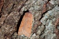 Agrochola lychnidis