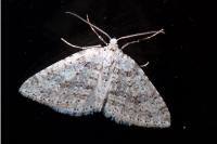 Colostygia multistrigaria olbiaria