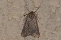 Chemerina caliginearia