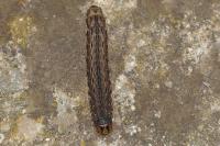 Noctua pronuba