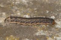 Noctua pronuba