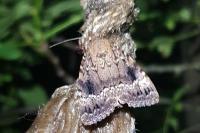 Amphipyra pyramidea