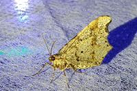 Macaria alternata