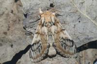 Notodonta tritophus