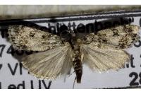 Eudonia lacustrata