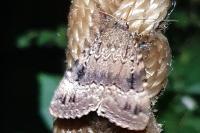Amphipyra pyramidea