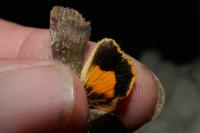 Noctua janthina
