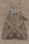 Anarta trifolii