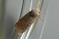 Agrochola lychnidis