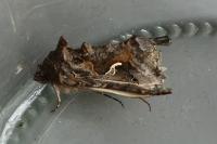 Autographa gamma