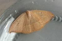 Watsonalla uncinula