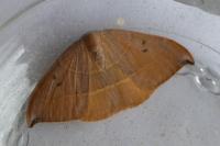 Watsonalla uncinula