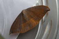 Watsonalla uncinula