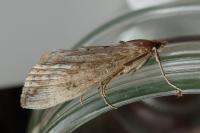 Evergestis isatidalis