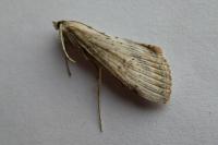 Evergestis isatidalis