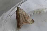 Pachycnemia hippocastanaria hippocastanaria