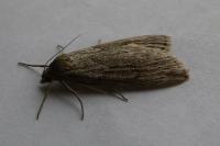 Pachycnemia hippocastanaria hippocastanaria