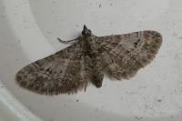 Gymnoscelis rufifasciata