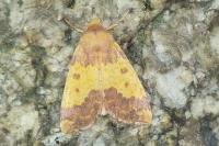 Tiliacea aurago
