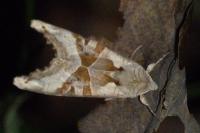 Phlogophora meticulosa