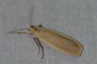 Katha depressa