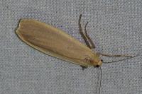 Katha depressa