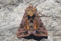 Autographa pulchrina