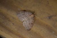 Operophtera brumata