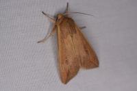 Mythimna unipuncta