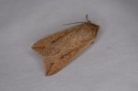Mythimna unipuncta