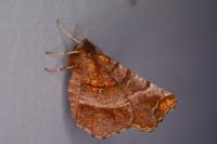 Selenia dentaria