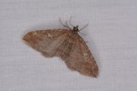 Nycterosea obstipata