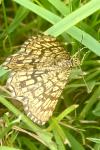 Chiasmia clathrata