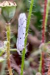 Myelois circumvoluta