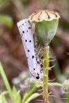 Myelois circumvoluta