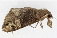 Hypena obsitalis