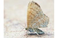 Euchoeca nebulata