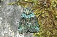 Cryphia algae
