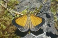 Isturgia limbaria limbaria
