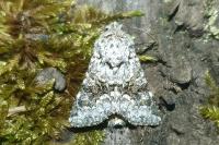 Hecatera bicolorata