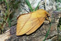 Euthrix potatoria