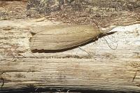 Chilo phragmitellus